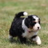 trained bernedoodle puppy
