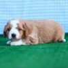 Adopt a Bernedoodle