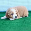 Bernedoodle Puppies