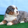Bernedoodle Puppy