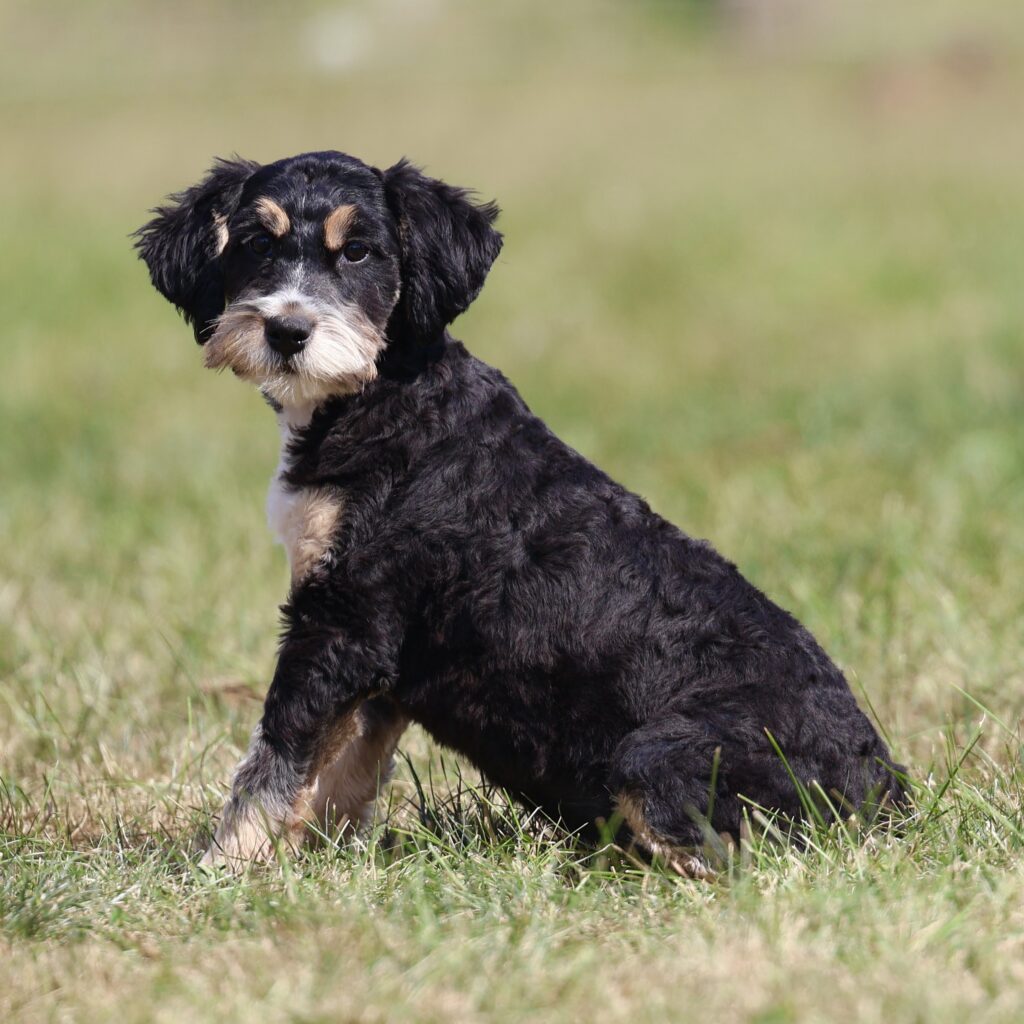 adopt a bernedoodle