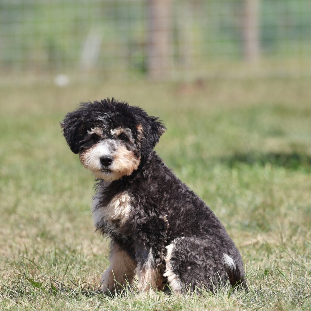 black tri color bernedoodle