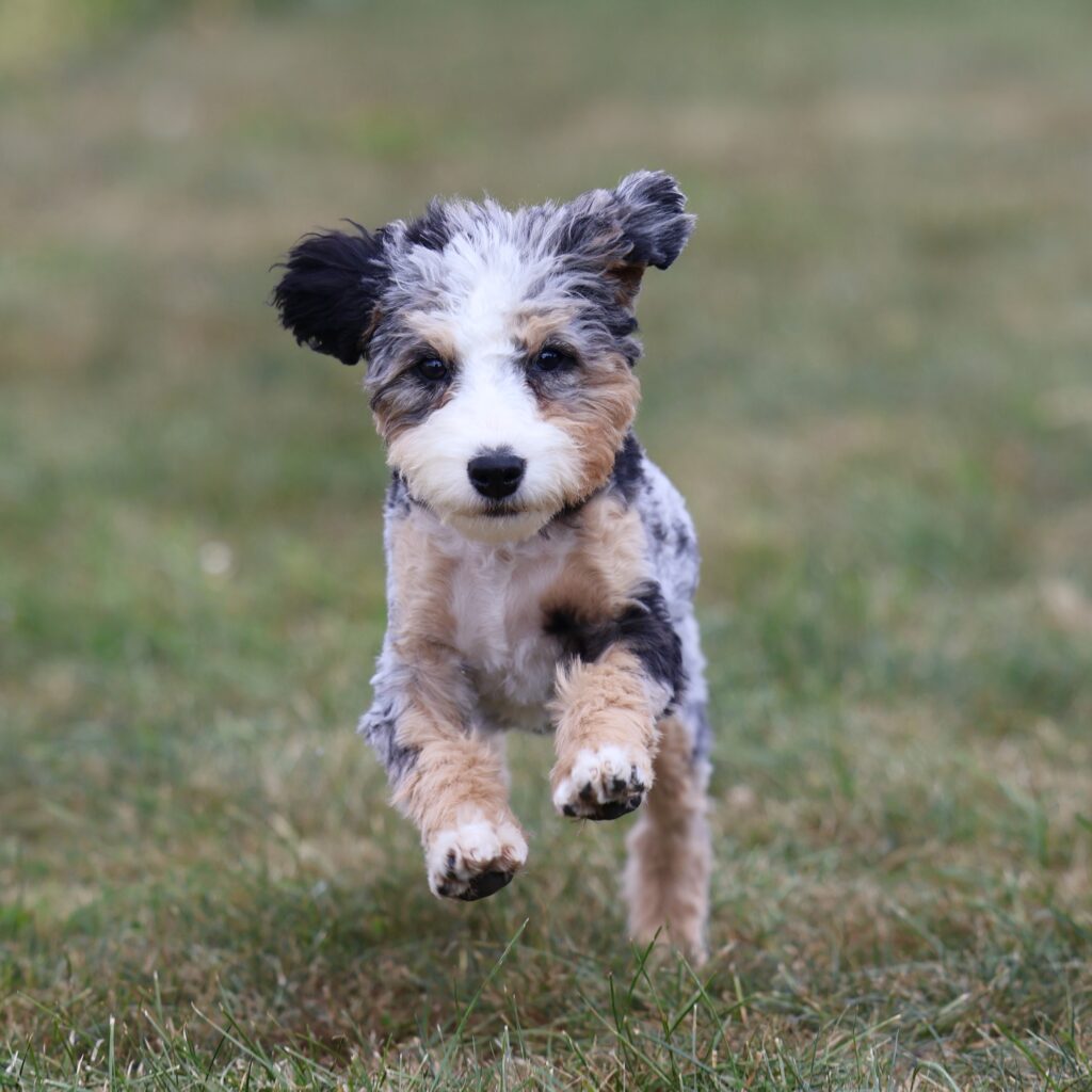bernedoodle puppies