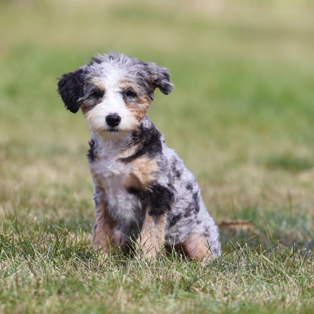 bernedoodles for sale