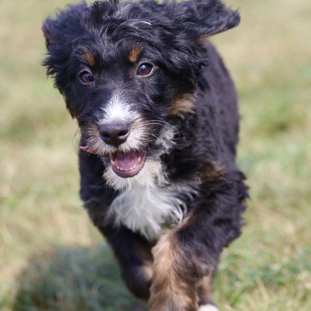 bernedoodle puppies