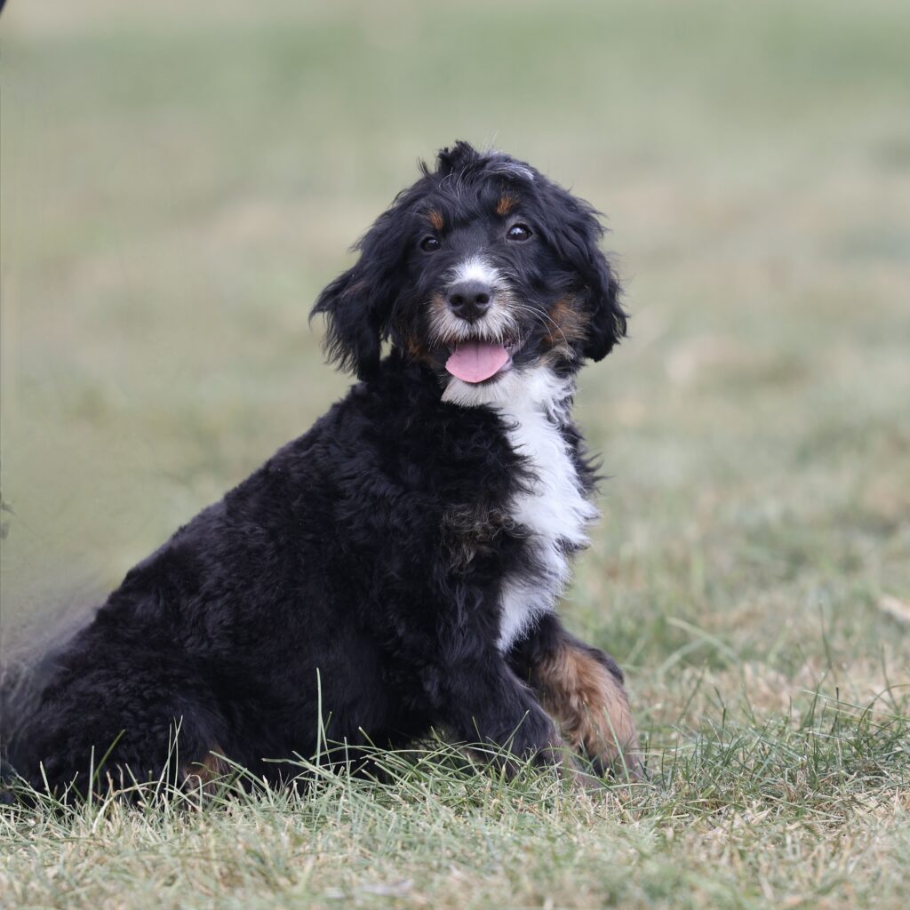 bernedoodle puppies
