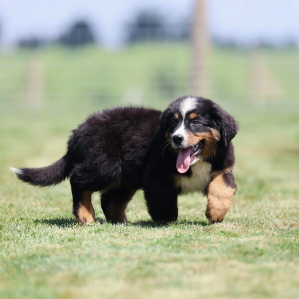 bernese mountain dog puppies for sale