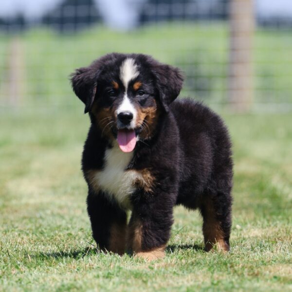 bernese mountain dog puppies for sale