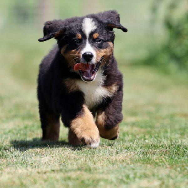 bernese mountain dog puppies for sale