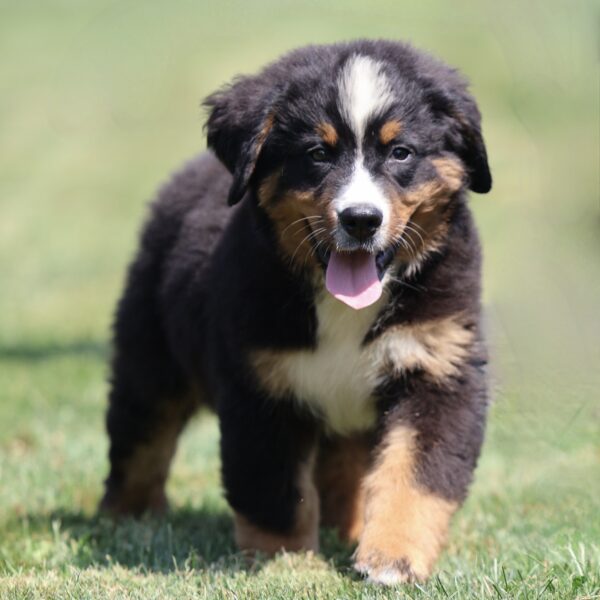 how much is a bernese mountain dog