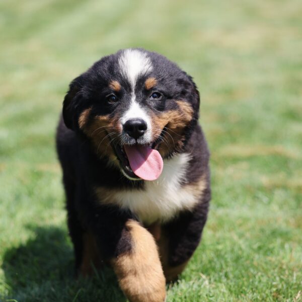 bernese mountain dog puppies for sale