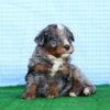 Merle Bernedoodle Puppy