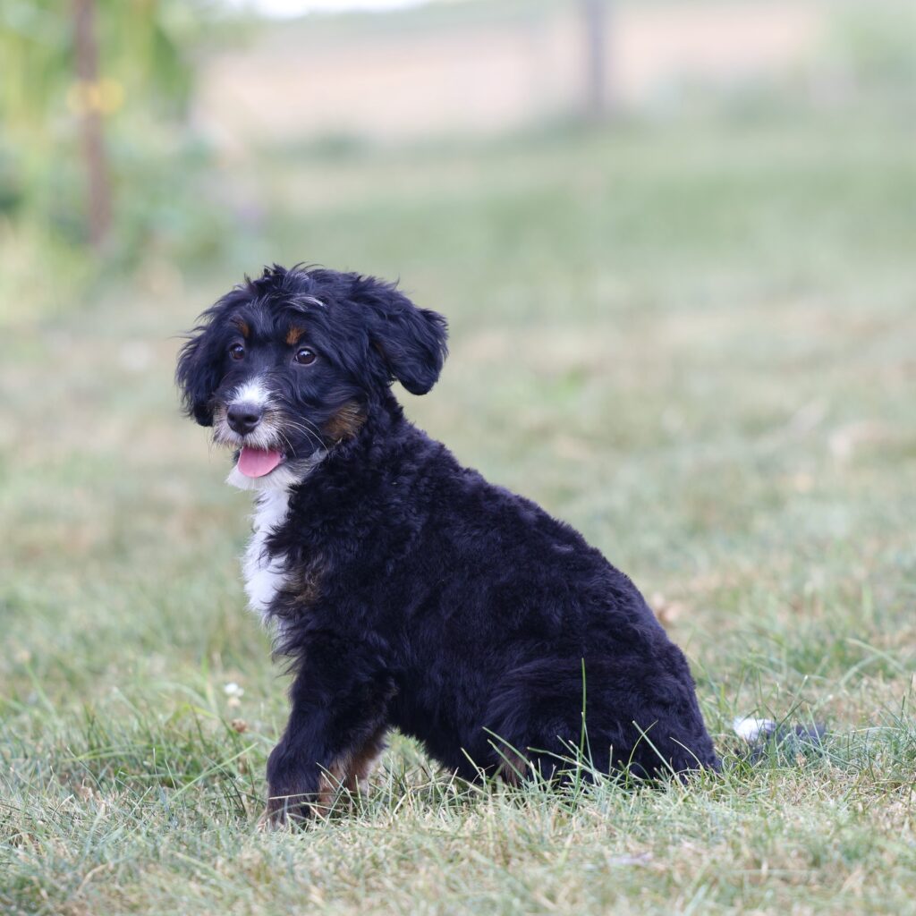 bernedoodle puppies