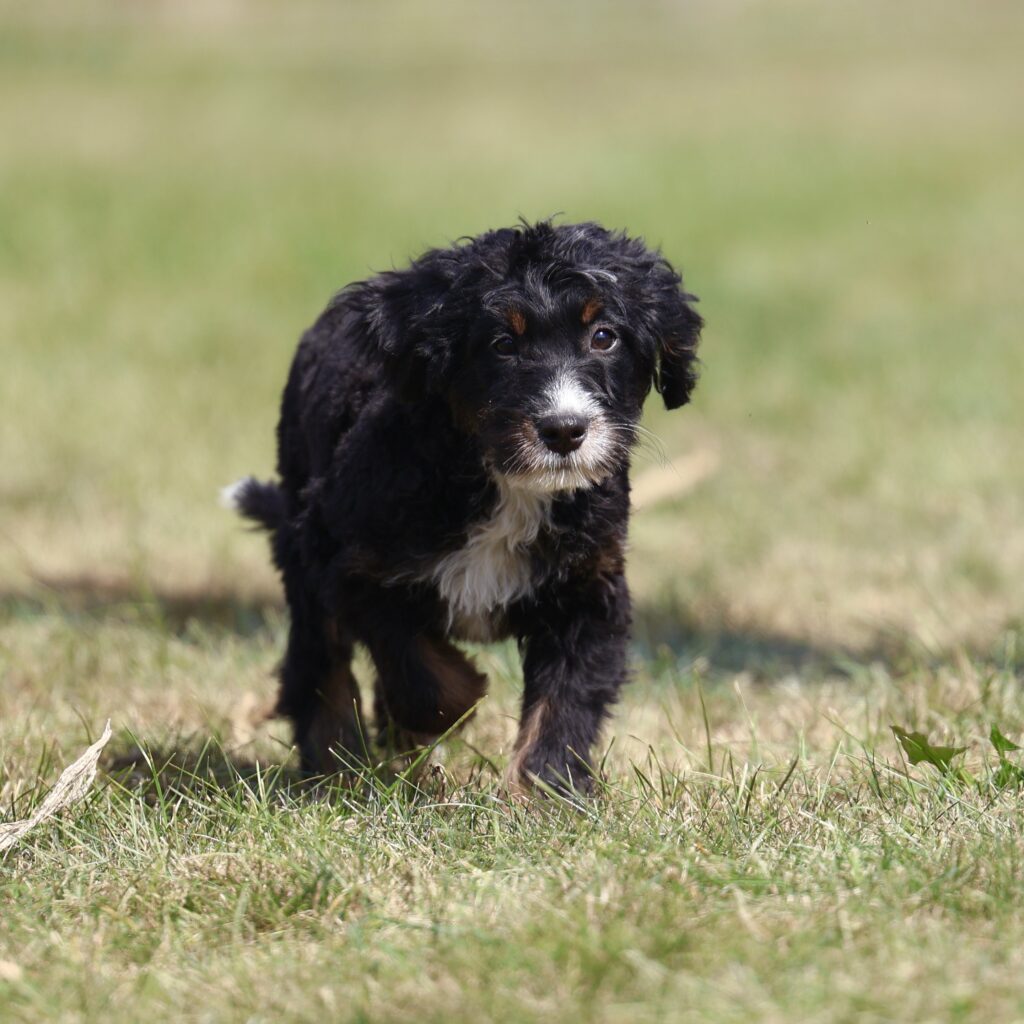 bernedoodle puppies
