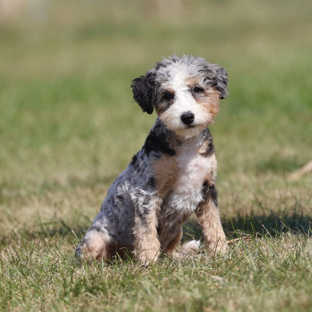 bernedoodles for sale
