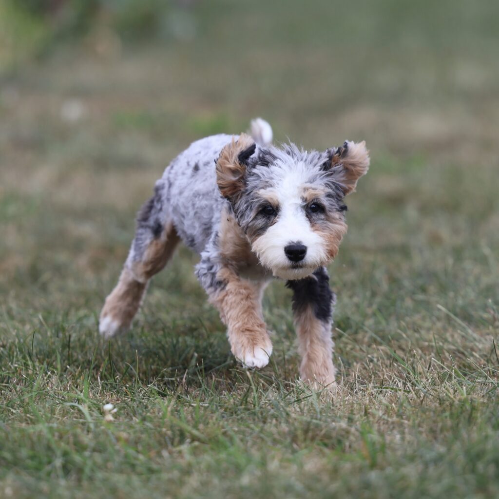 bernedoodles for sale