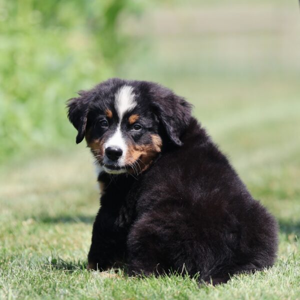 Bernese mountain dog puppies for sale