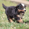 bernese mountain dog puppy