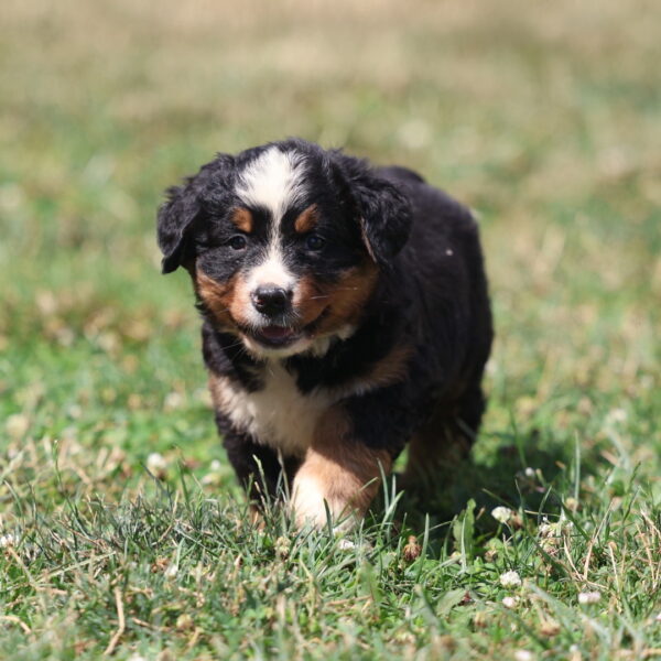 bernese mountain dog puppy