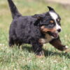 bernese mountain dog puppy breeders