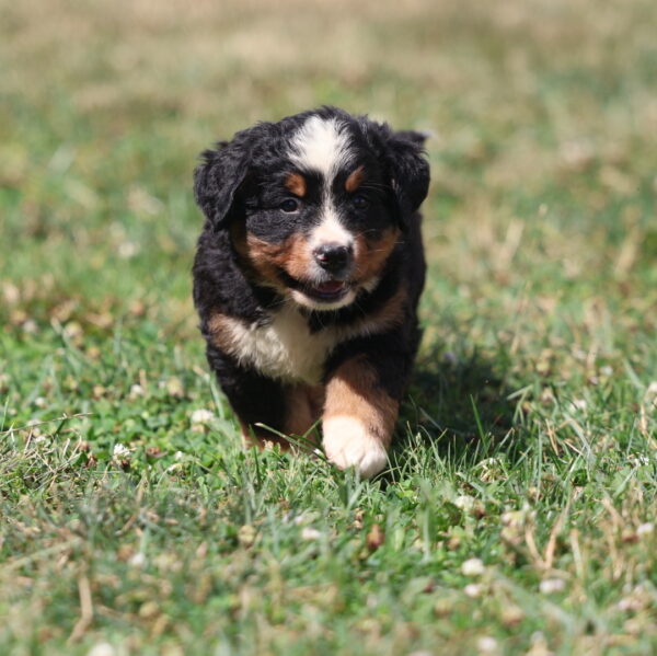 bernese mountain dog puppy breeders