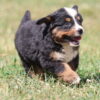 cute bernese mountain dog puppies