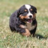 fluffy bernese mountain dog puppies