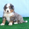 merle bernedoodle