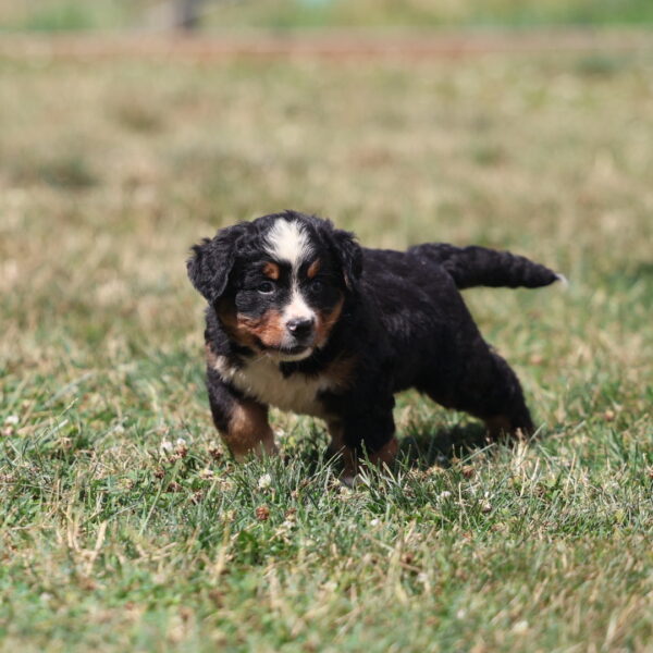 puppy bernese mountain dog