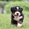 Bernedoodle Puppies