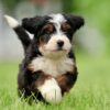 Bernedoodle Puppies