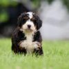 Bernedoodle Puppies Pa