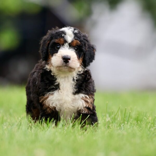 Bernedoodle Puppies Pa