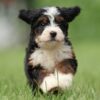 Bernedoodle puppies for sale