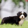 Bernedoodles