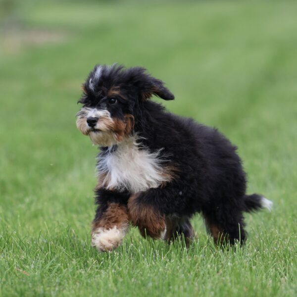 mini bernedoodle puppies for sale