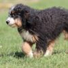 lancaster puppies bernedoodle