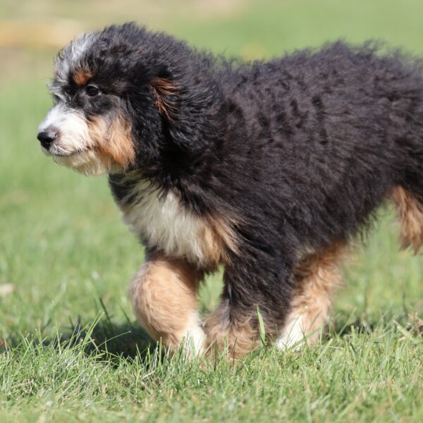 lancaster puppies bernedoodle