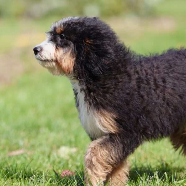 lancaster puppies bernedoodle