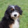 lancaster puppies bernedoodle
