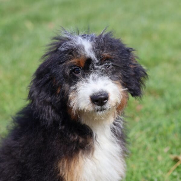lancaster puppies bernedoodle