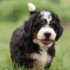 adopt a bernedoodle
