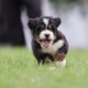 bernedoodle breeders
