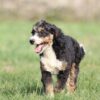 bernedoodle breeders near me