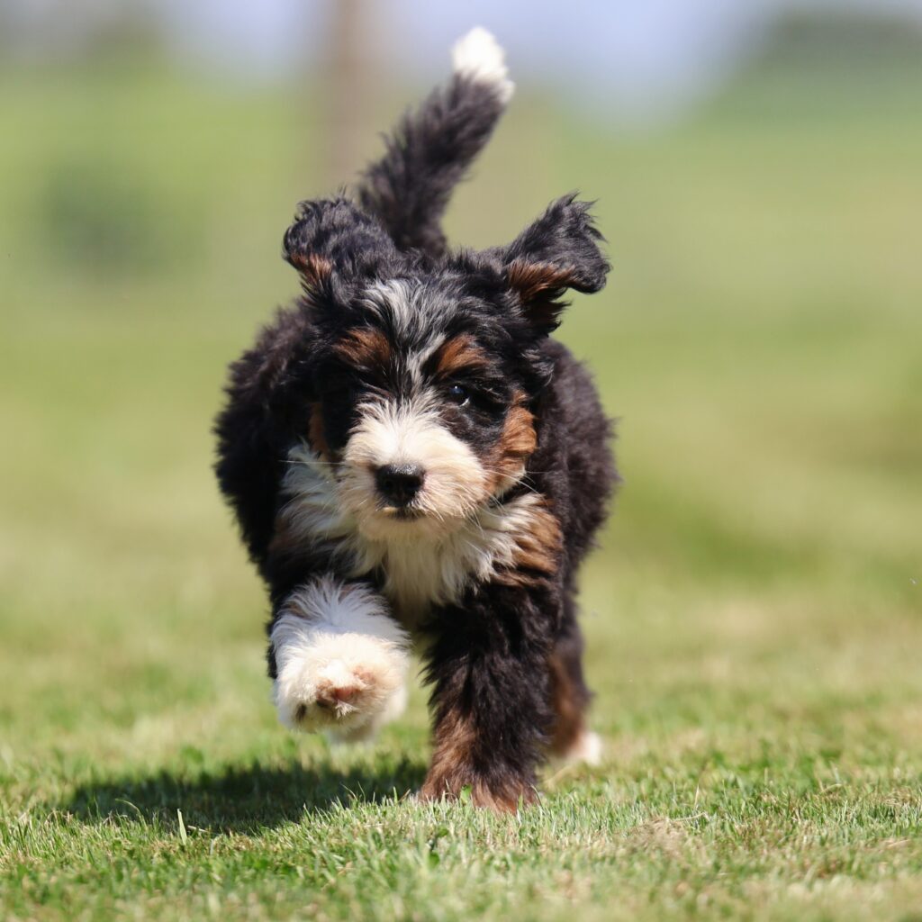 bernedoodle breeders near me