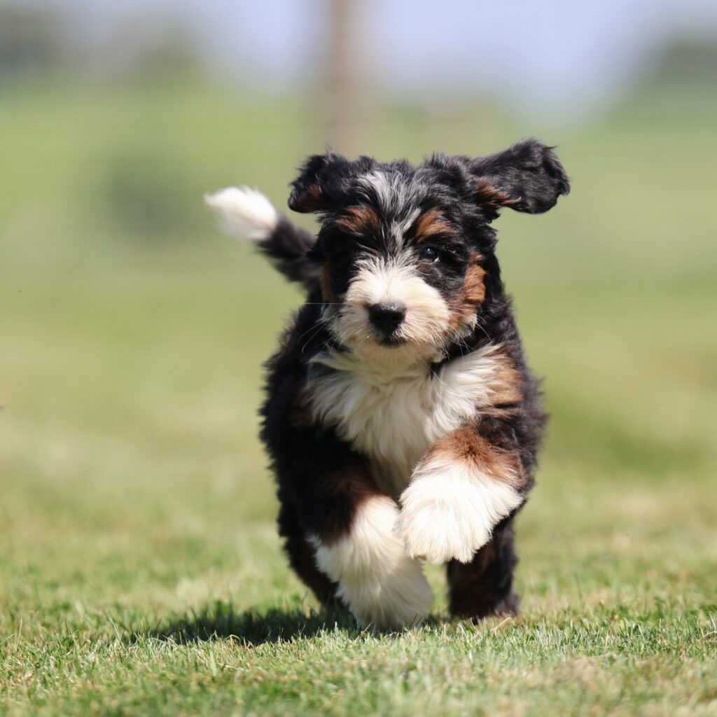 bernedoodle breeders pa