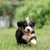 bernedoodle breeders pa