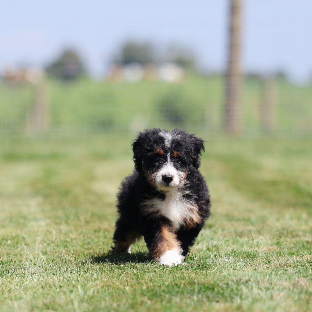 bernedoodle breeders pa