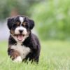bernedoodle for sale