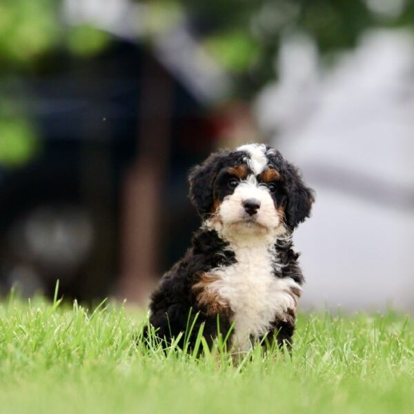 bernedoodle puppies